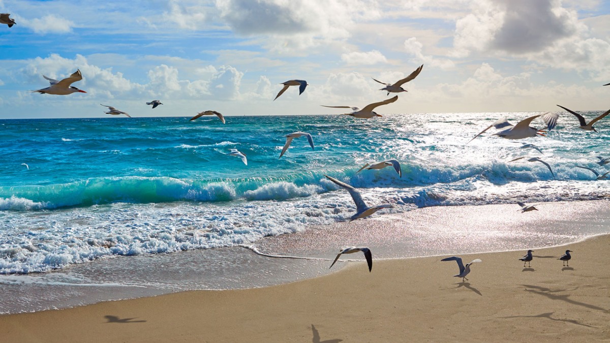 Charter Fishing in Destin Florida Archives Gulf Tide Vacation Rentals