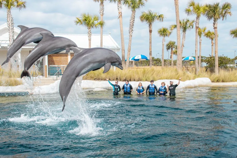 Gulfarium - Dolphin Shows